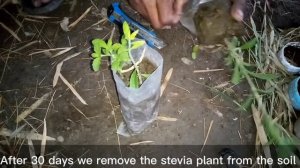 How to grow your own stevia plan at home|Garden tech|how to grow stevia from cutting