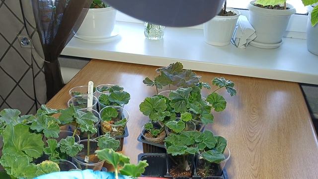 Посмотрим что укоренилось! смотреть онлайн