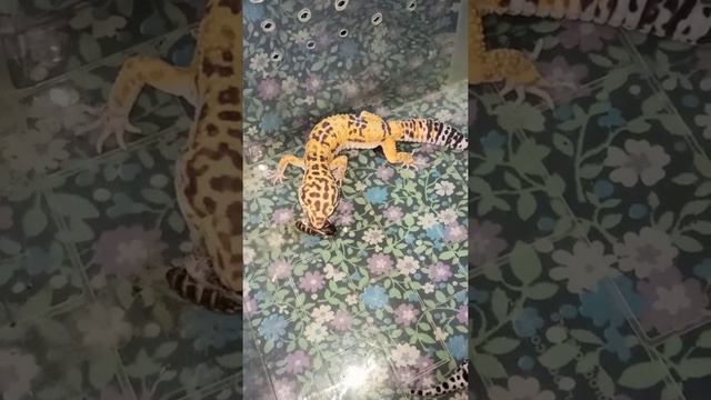 Geckos eat cockroaches. Beautiful lizards! / Эублефары едят тараканов. Красивые ящерицы!