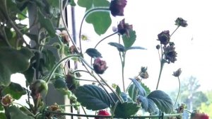 Земляника Роман на балконе ? Strawberry at balcony