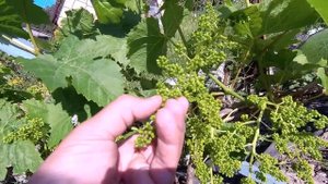 ??Важная Обработка Винограда Перед Цветением