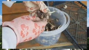 КОГДА ВЫКАПЫВАТЬ ЛУКОВИЧНЫЕ? - ТЮЛЬПАНЫ, НАРЦИССЫ, ГИАЦИНТЫ, РЯБЧИКИ, УХОД И ХРАНЕНИЕ