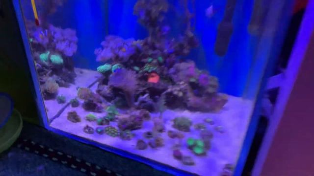 Борьба с нитчаткой | Результат на 5й день смотреть онлайн