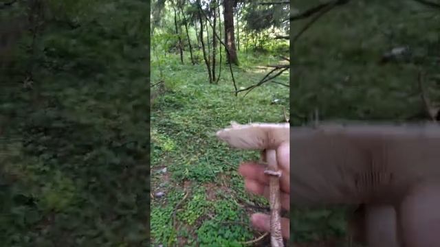 Гриб зонтик смотреть онлайн