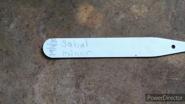 Sowing Sabal minor (dwarf palmetto) palm seeds. ThePlantaholic смотреть онлайн