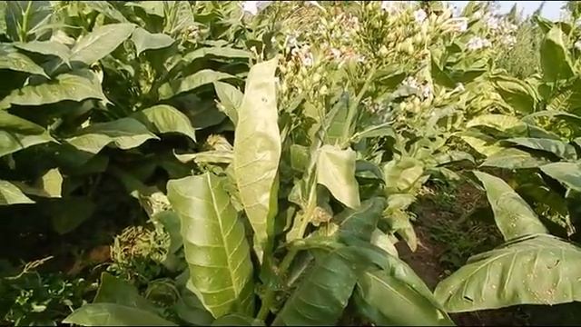 Небольшой обзор по сортам 2019 г