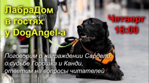 ЛабраДом в гостях у DogAngel-а. 18.04.2024