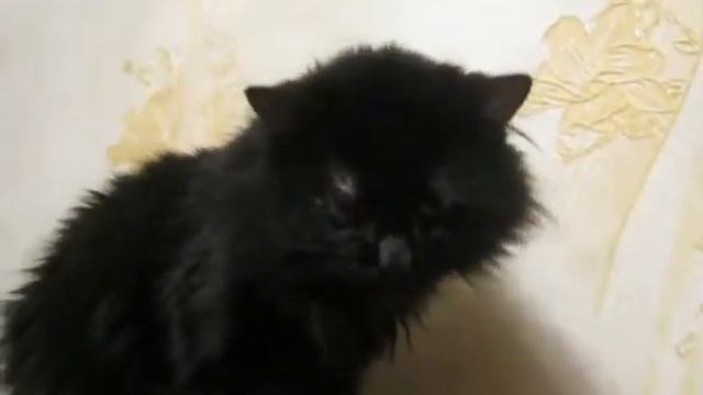 Кот очень смешно чихает Заболел смотреть онлайн