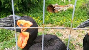 Рогатый ворон \ Kaffir Raven