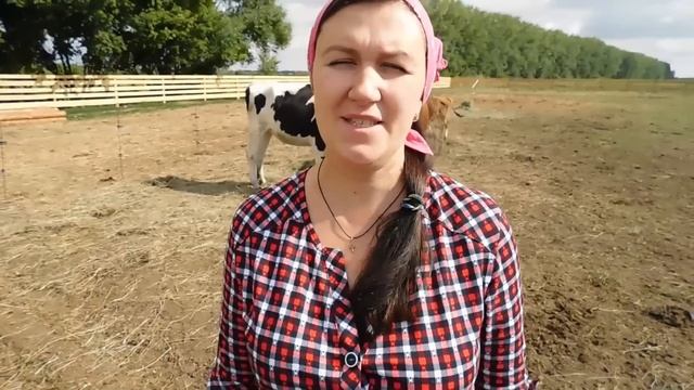 КАК ВЫБРАТЬ ХОРОШУЮ КОРОВУ ; НА ЧТО ОБРАТИТЬ ВНИМАНИЕ. ПОКУПКА ТЕЛЁНКА - ПОЛЕЗНЫЕ СОВЕТЫ