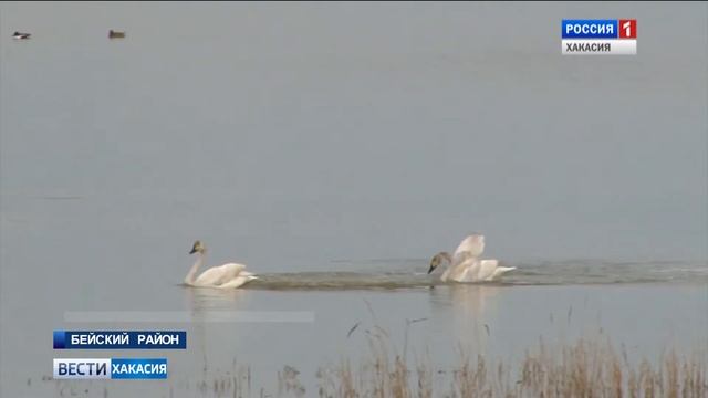 На озера Хакасии прилетели птицы. 28.05.2018 смотреть онлайн