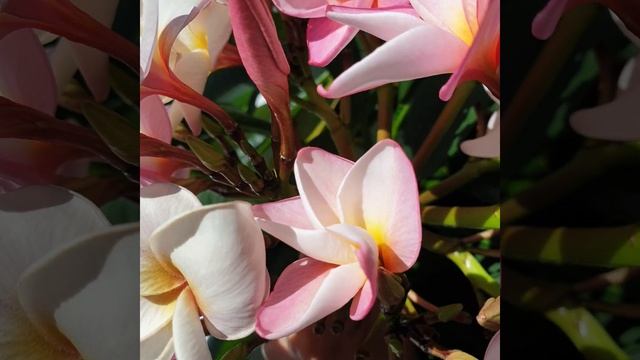 Плюмерии на Урале #plumeria#плюмерия#франжипани#выращиваниеплюмериидома#плюмериянаокне#frangipane