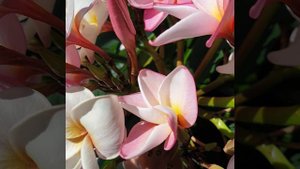 Плюмерии на Урале #plumeria#плюмерия#франжипани#выращиваниеплюмериидома#плюмериянаокне#frangipane