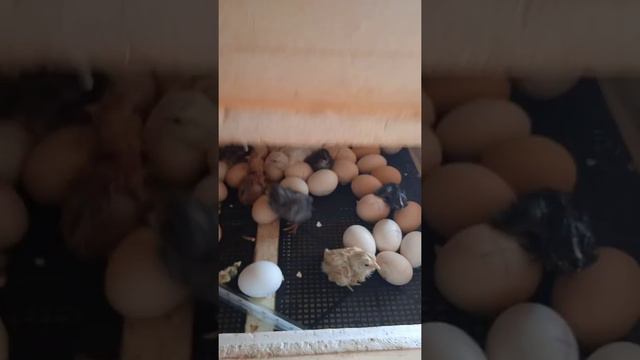 инкубатор несушка на 77 яиц без авто поворота смотреть онлайн