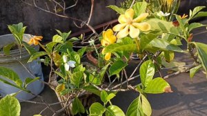 Golden Gardenia/ Gardenia Carinata/ Gardenia Tubifera Best Scented flower plant