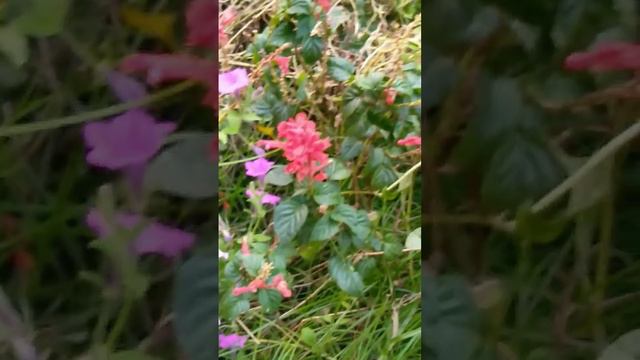 Beautiful Petunia Flowers পটনয ফল Ytvideos petunia petuniaflowers garden Sabikun Nahar