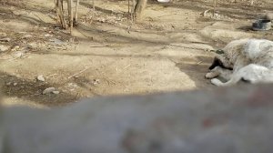 ИЖ-60 как-то так)))