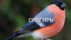 Перелетные и неперелетные птицы