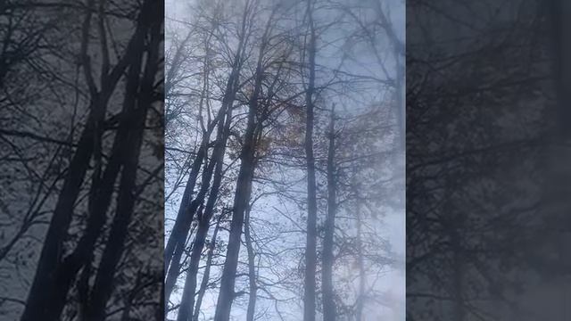 Осенняя музыка - листопад смотреть онлайн