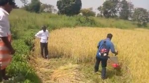 Двигатель Honda GX-35 (GX35) на кусторезе Mini Harvester