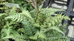 Athyrium niponicum ´Pewter Lace´