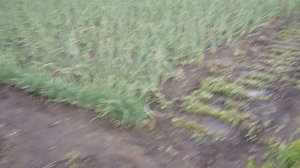 Как спасаю огород от ЗАМОРОЗКА!