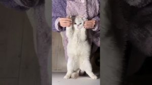 Танец живота кошки