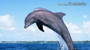 Дельфины.