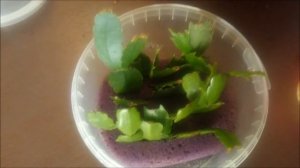 Три способа 100% укоренения черенков декабриста шлюмбергера и рипсалидопсиса.