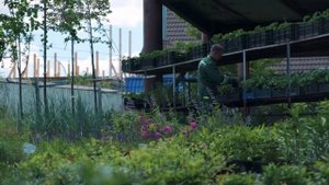 Artgreen - питомник декоративных растений в Ростов-на-Дону