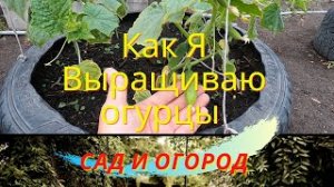 Как Я выращиваю огурцы