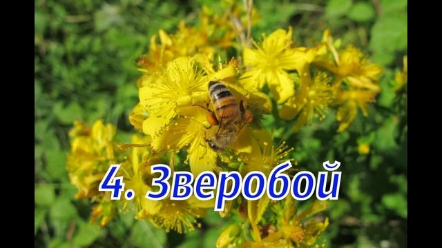 Как очистить дом от негативной энергии с ПОМОЩЬЮ РАСТЕНИЙ