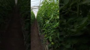 Томат мамстон и до-ре-ми