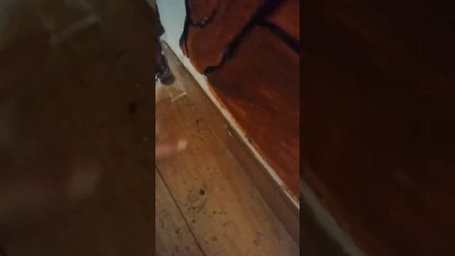 Как кинуть монетку ребром ??? смотреть онлайн