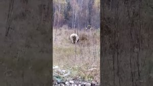 Медведь напал на бычка