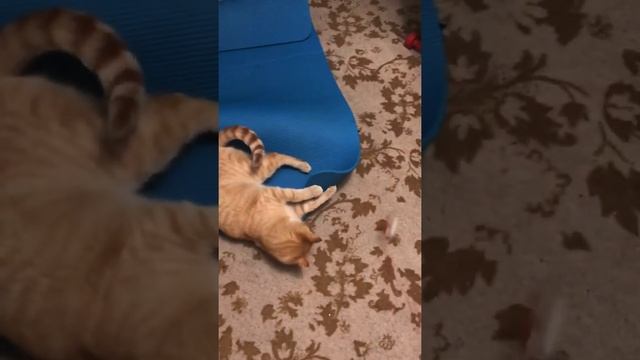 Evening exercise with cats вечерняя разминка с котами #funnycats #activecats смотреть онлайн