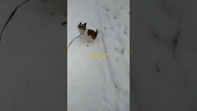 Чихуашка Сильва - мексиканка русская душой. #чихуахуа #chihuahua