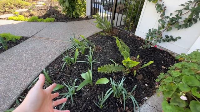 February Front Garden Tour! 🌷☀️🌷 :: I Have Some Beautiful Things To Show You! :: Zone 9b Garden смотреть онлайн