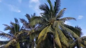 St. Regis  Sanya Yalong bay China.  Остров Хайнань Китай.