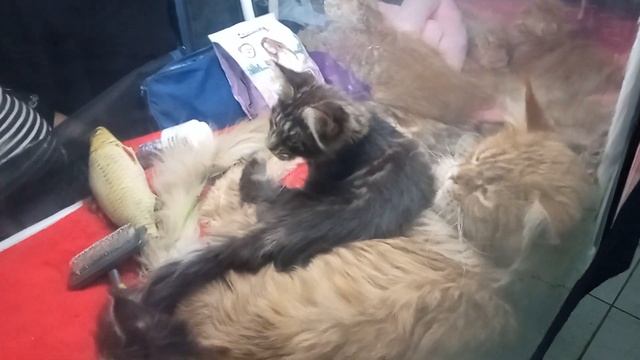 Выставка кошек и котят в Сокольниках смотреть онлайн