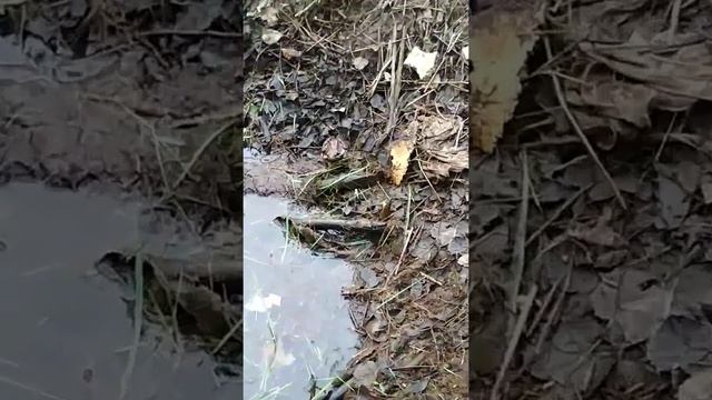 Процесс осушения участка продолжается. смотреть онлайн