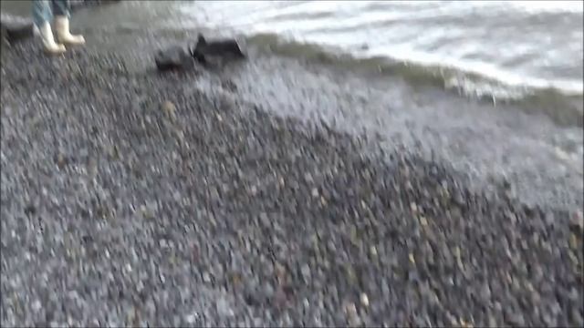 Селедка - сельдь. Снасти для рыбалки и рыбалка. Рыбак рыбачок. Fishing herring
