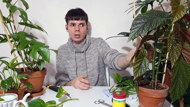 Черенкование Растений | СЕКРЕТЫ БЫСТРОГО УКОРЕНЕНИЯ