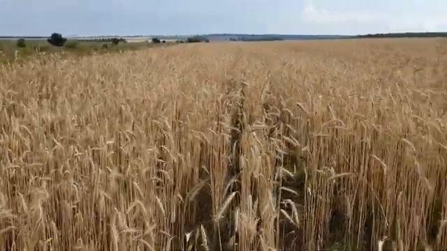 Золотая рожь да кудрявый лён и не только... смотреть онлайн