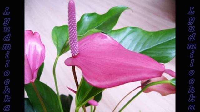 Антуриум УХОД