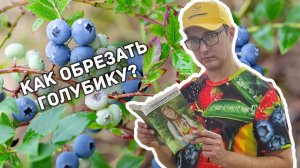 Голубика. Тонкости посадки, ухода и обрезки