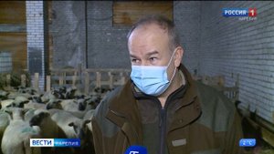Вторую партию чистокровных овец породы «Оксфорд даун» ввезли в Карелию