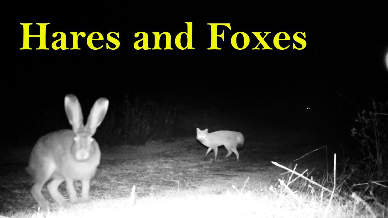 Зайцы и Лисицы в конце осени 2021 / Hares and Foxes in late fall смотреть онлайн