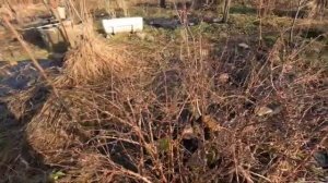 Жимолость зимой.