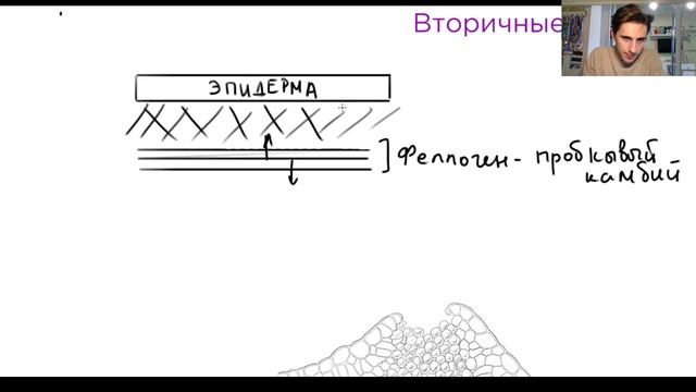 Ткани растений. Ботаника | Биология ЕГЭ